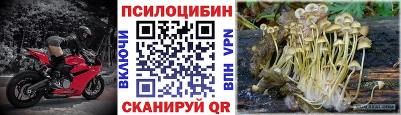 цена   Курчатов  Псилоцибиновые грибы GOLDEN TEACHER 
